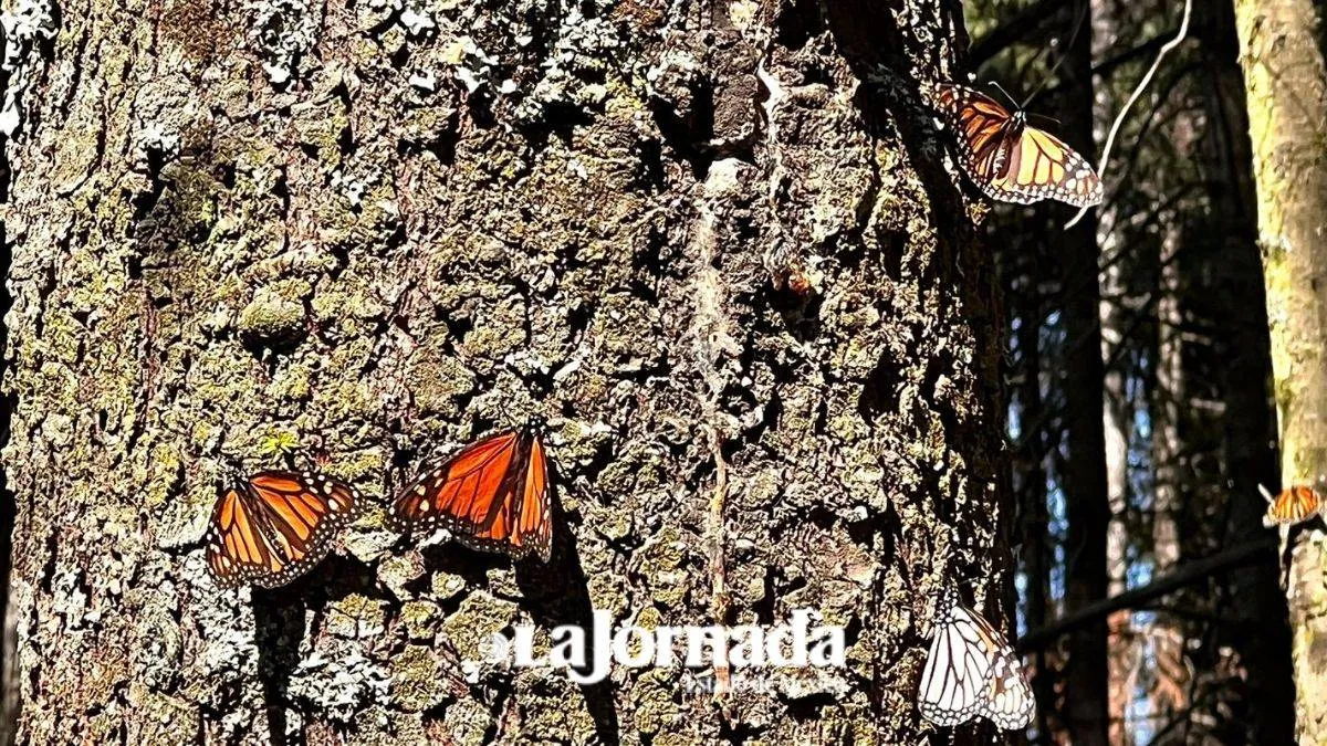 Delfina Gómez destina 24 mdp para preservar a la Mariposa Monarca