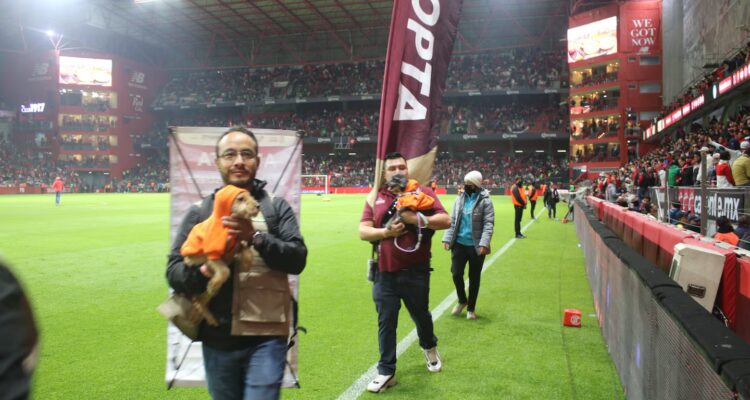 Fútbol y adopción: el programa de Delfina Gómez que ha dado hogar a 32 perritos en el Nemesio Diez